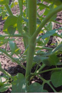 La planta del tomate con GEN200