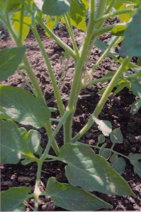 La planta del tomate sin GEN200