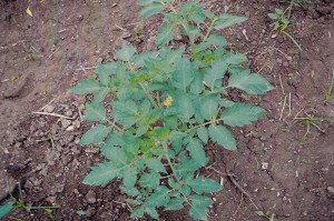 La planta del tomate con GEN200