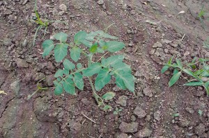 La planta del tomate sin GEN200