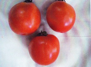 Tomates 17-7 con GEN200