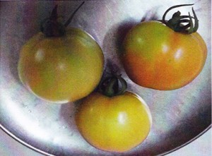 Tomates 4-7 con GEN200