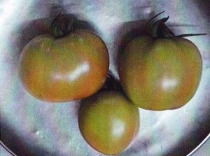 Tomates 4-7 sin GEN200