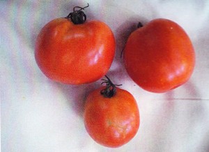 Tomates 17-7 sin GEN200