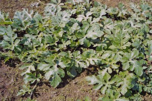 Wassermelone mit GEN200