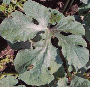 Wassermelone ohne GEN200