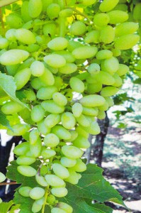 Grapes with GEN200