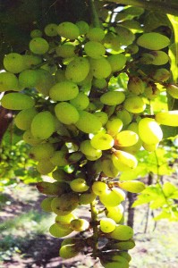 Grapes without GEN200