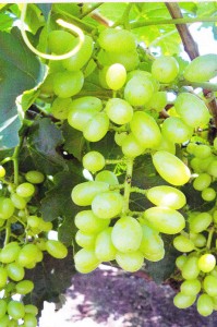 Grapes without GEN200