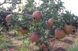 Pomegranate with GEN200